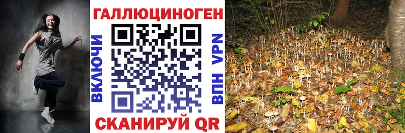 Галлюциногенные грибы Psilocybe  Курганинск 